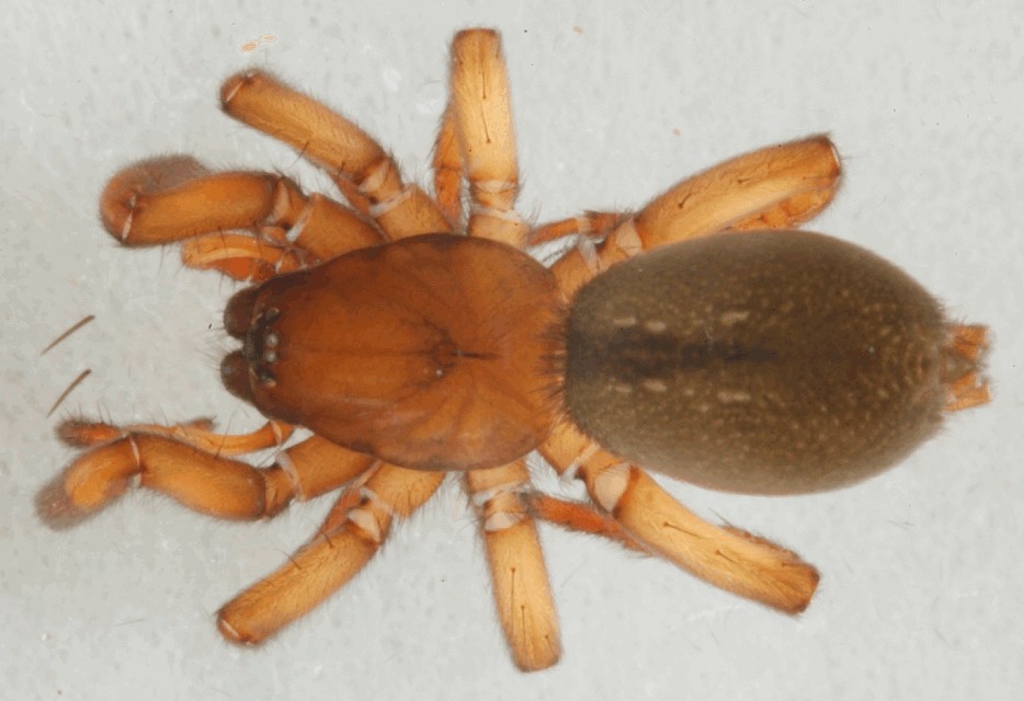 Haplodrassus_soerenseni-2.jpg
