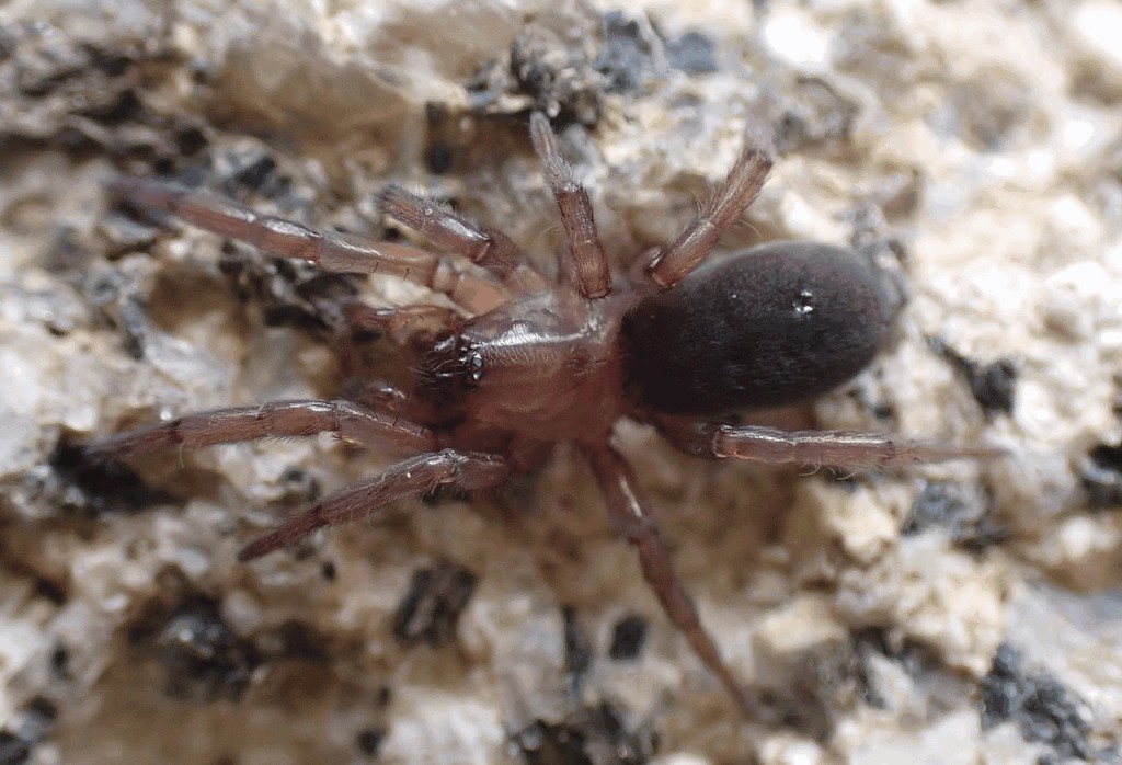 Haplodrassus_umbratilis-1.jpg
