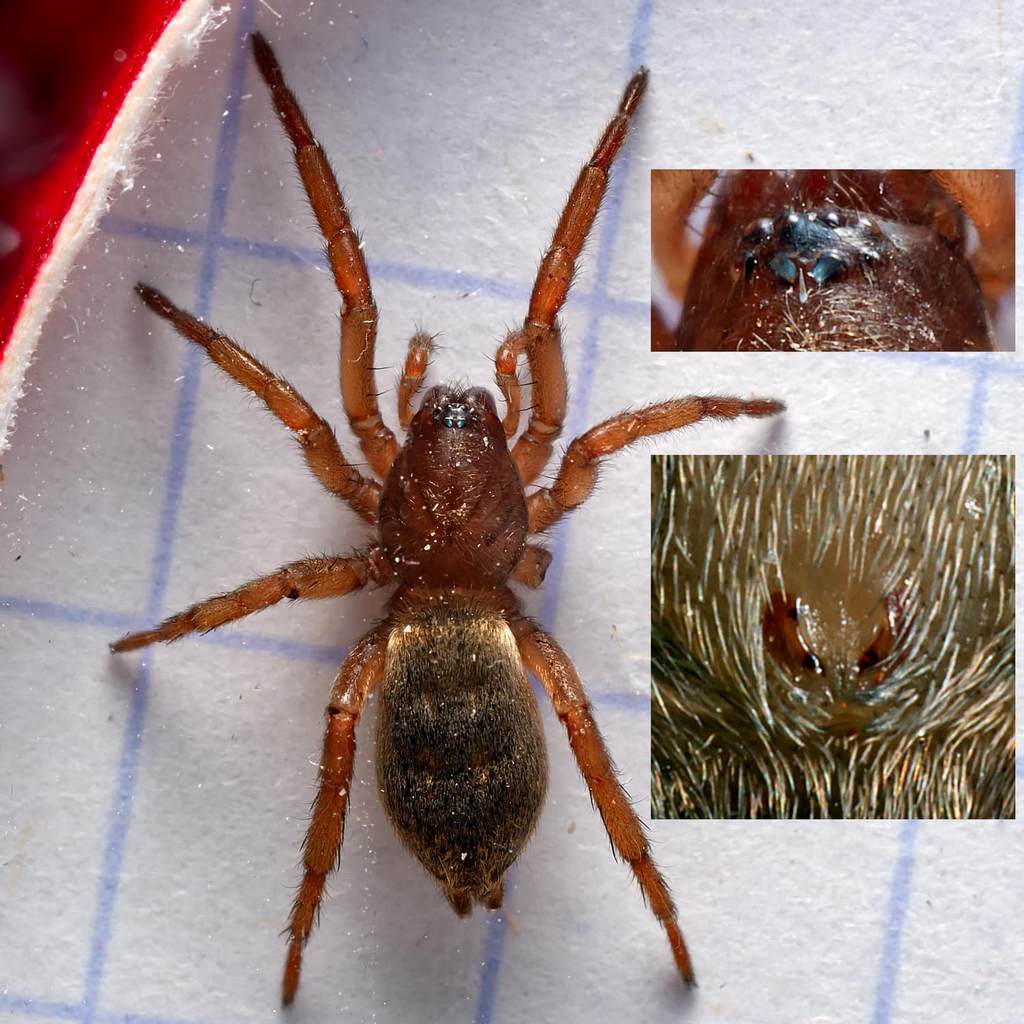 Haplodrassus_umbratilis-2.jpg