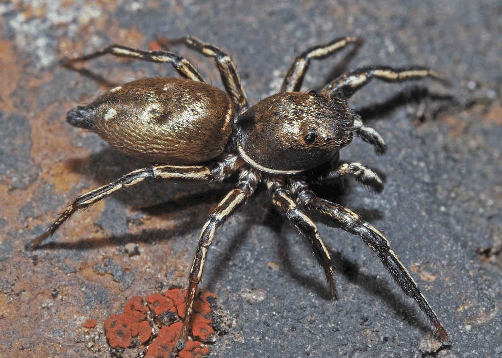 Heliophanus_aeneus-1.jpg