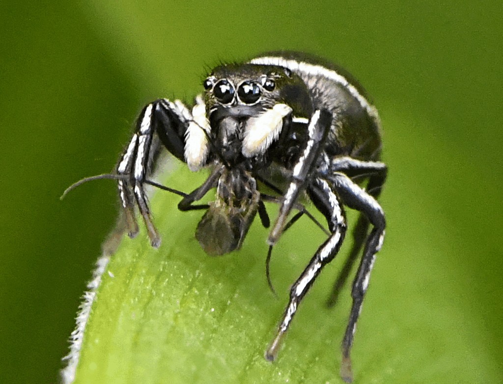 Heliophanus_aeneus-2.jpg