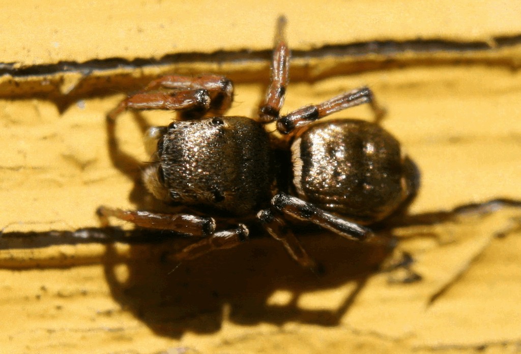 Heliophanus_auratus-1.jpg