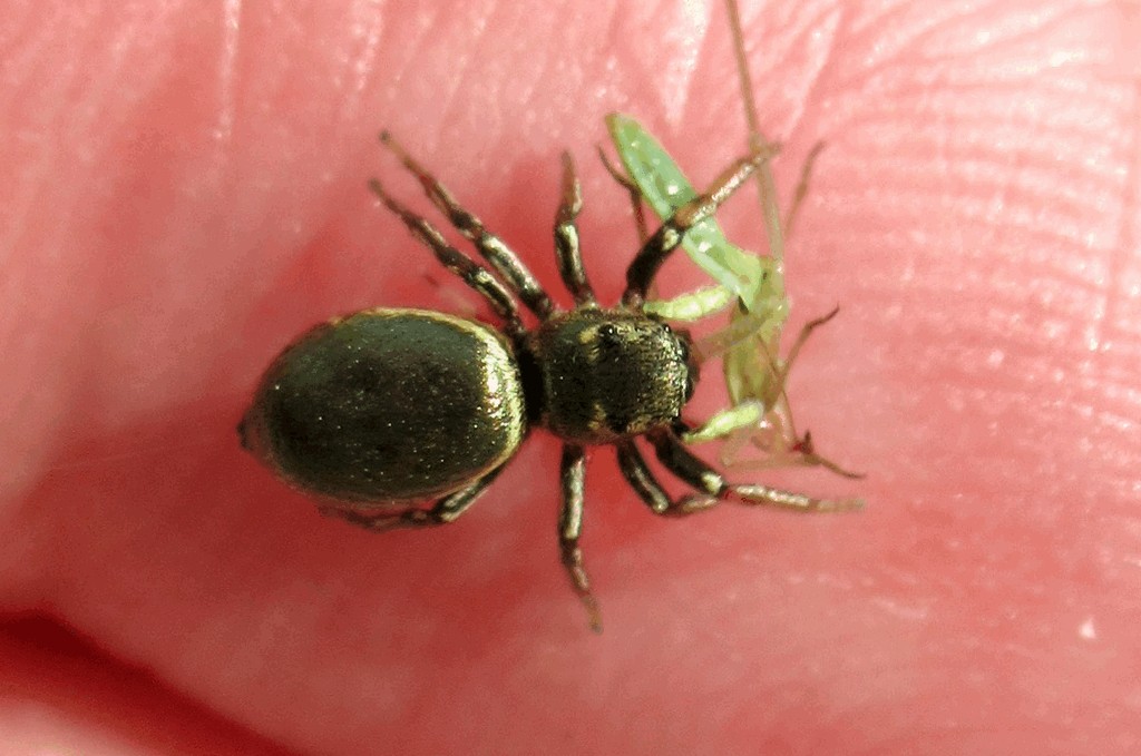 Heliophanus_auratus-2.jpg