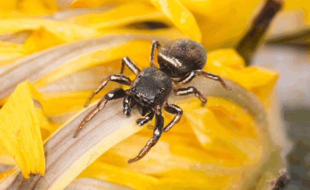 Heliophanus_auratus-3.jpg