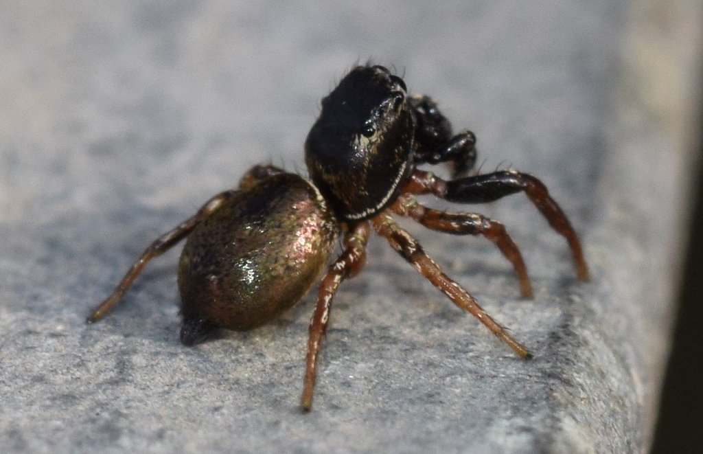 Heliophanus_auratus-5.jpg