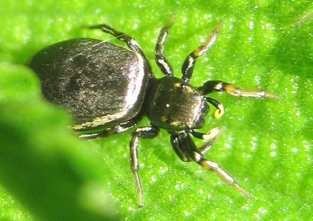 Heliophanus_auratus-6.jpeg