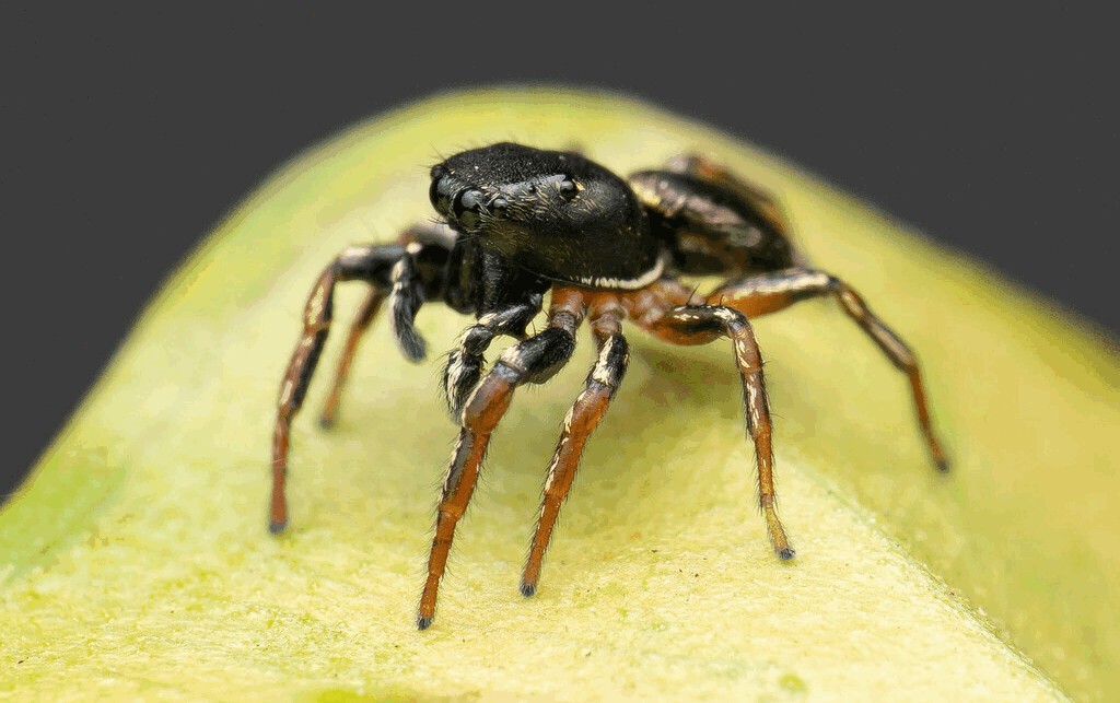 Heliophanus_cupreus-1.jpg