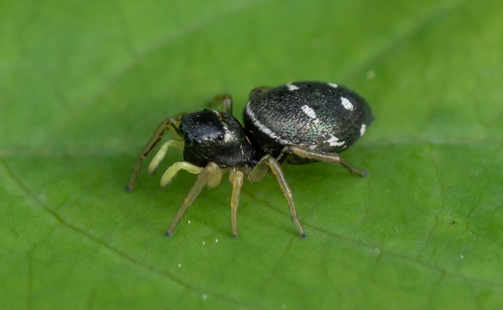 Heliophanus_cupreus-2.jpg