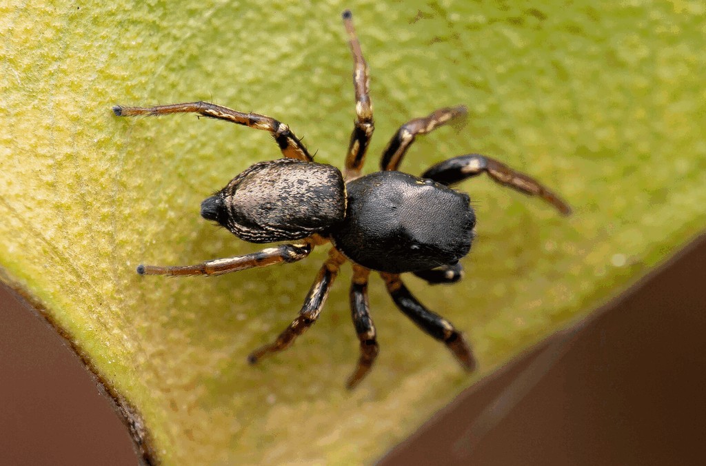 Heliophanus_cupreus-3.jpg