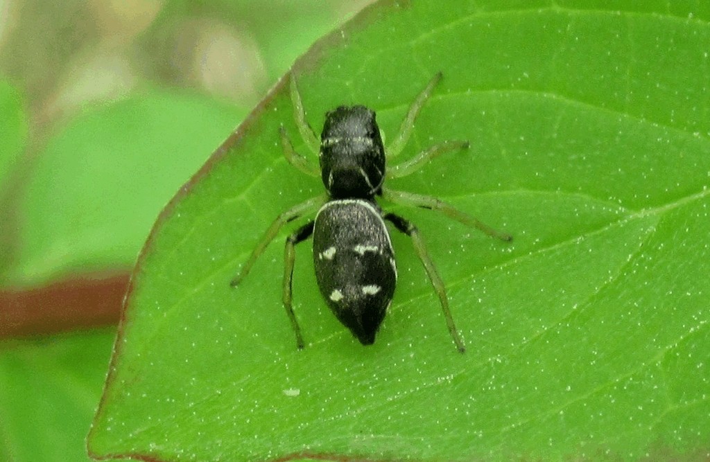 Heliophanus_cupreus-4.jpg