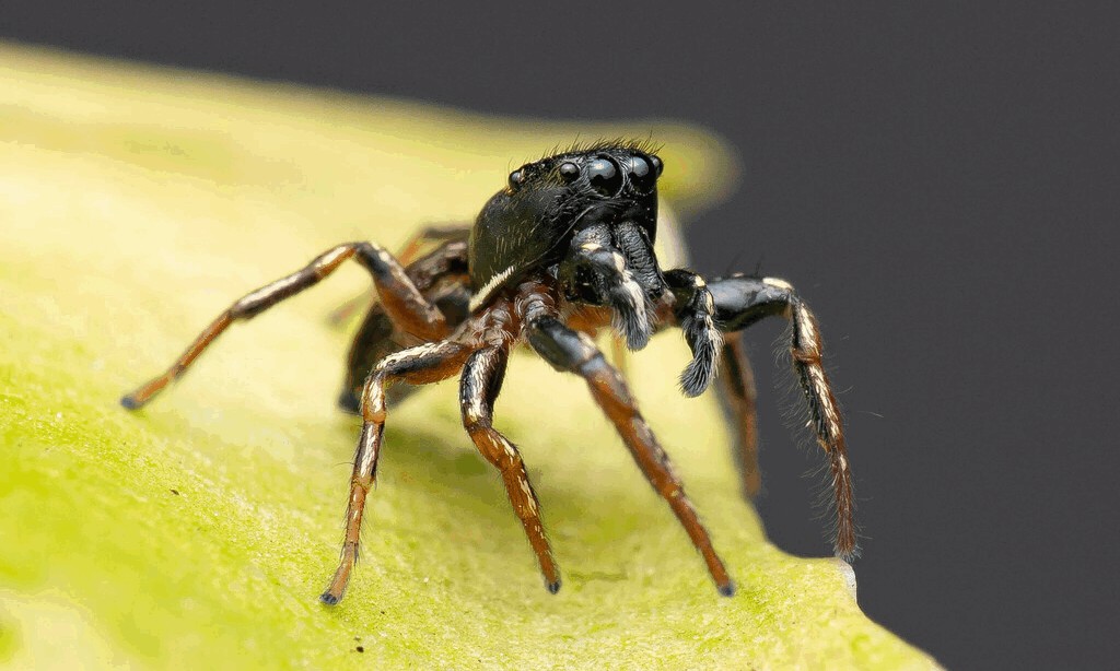Heliophanus_cupreus-5.jpg