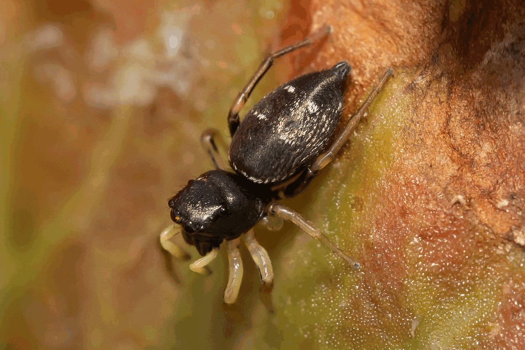 Heliophanus_cupreus-6.jpg