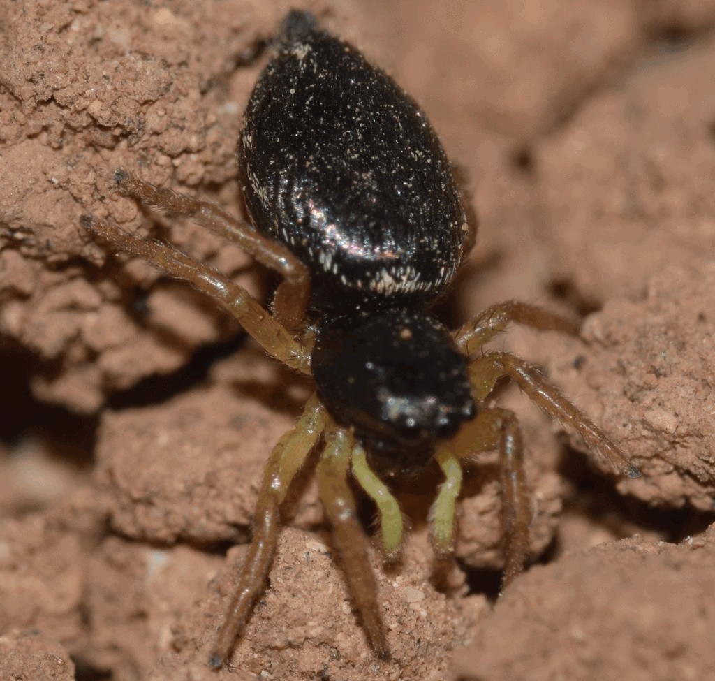 Heliophanus_dampfi-1.jpg