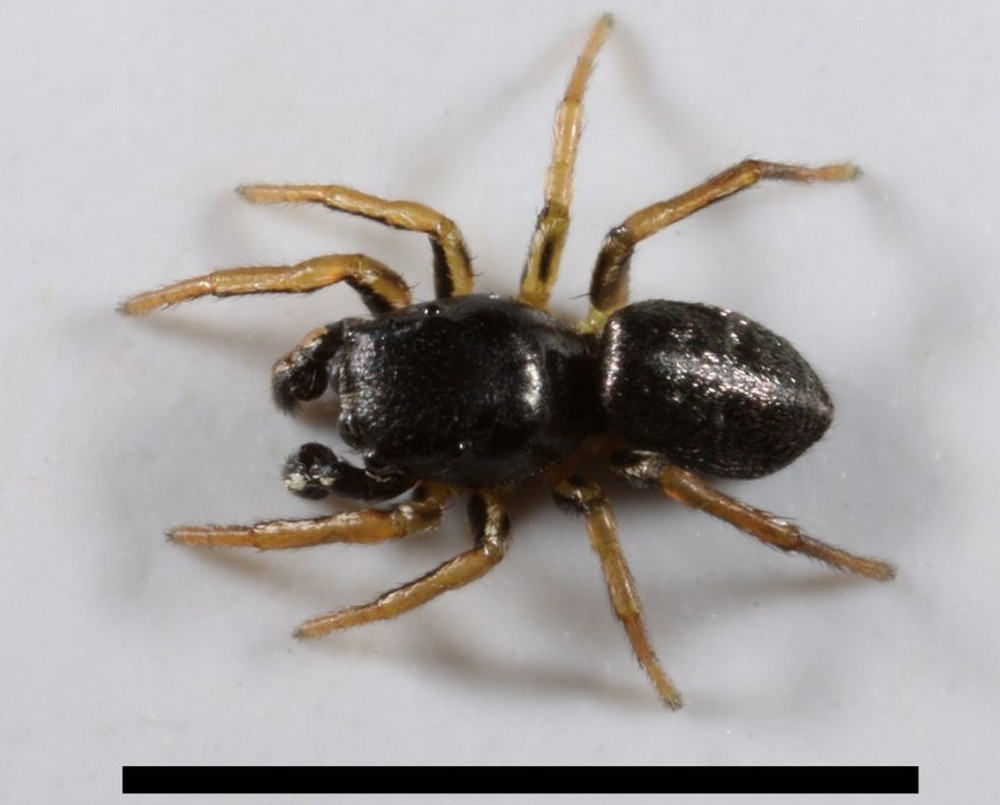 Heliophanus_dampfi-2.jpg