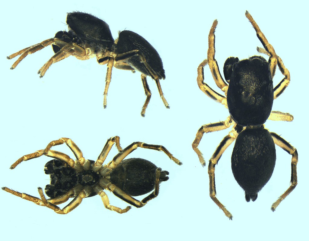 Heliophanus_dampfi-3.jpg