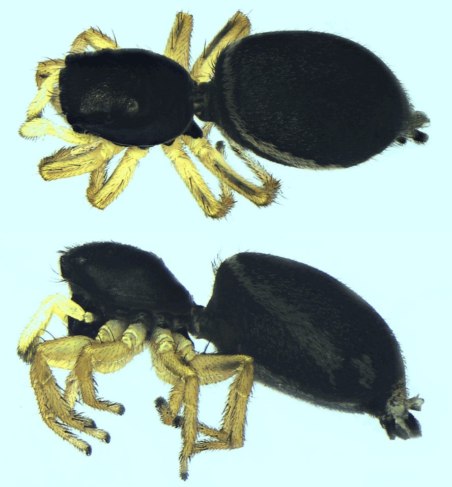Heliophanus_dampfi-4a.jpg