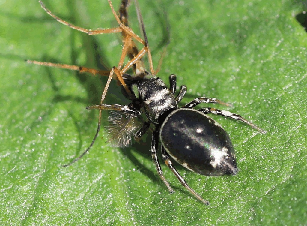 Heliophanus_dubius-1.jpg