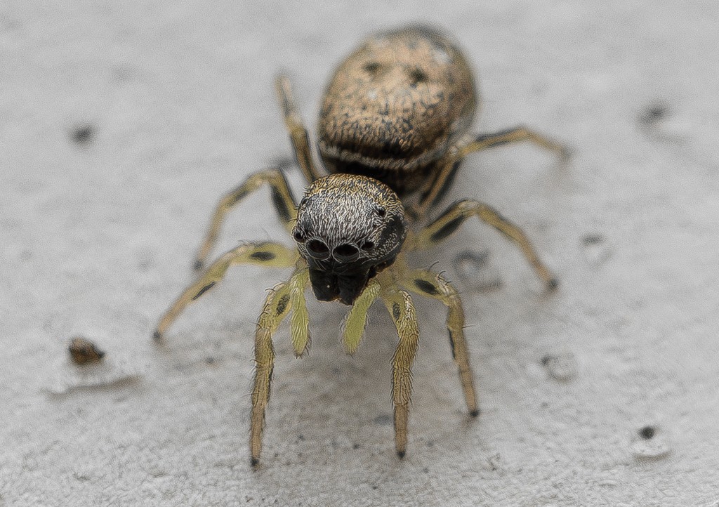Heliophanus_dubius-3.jpg
