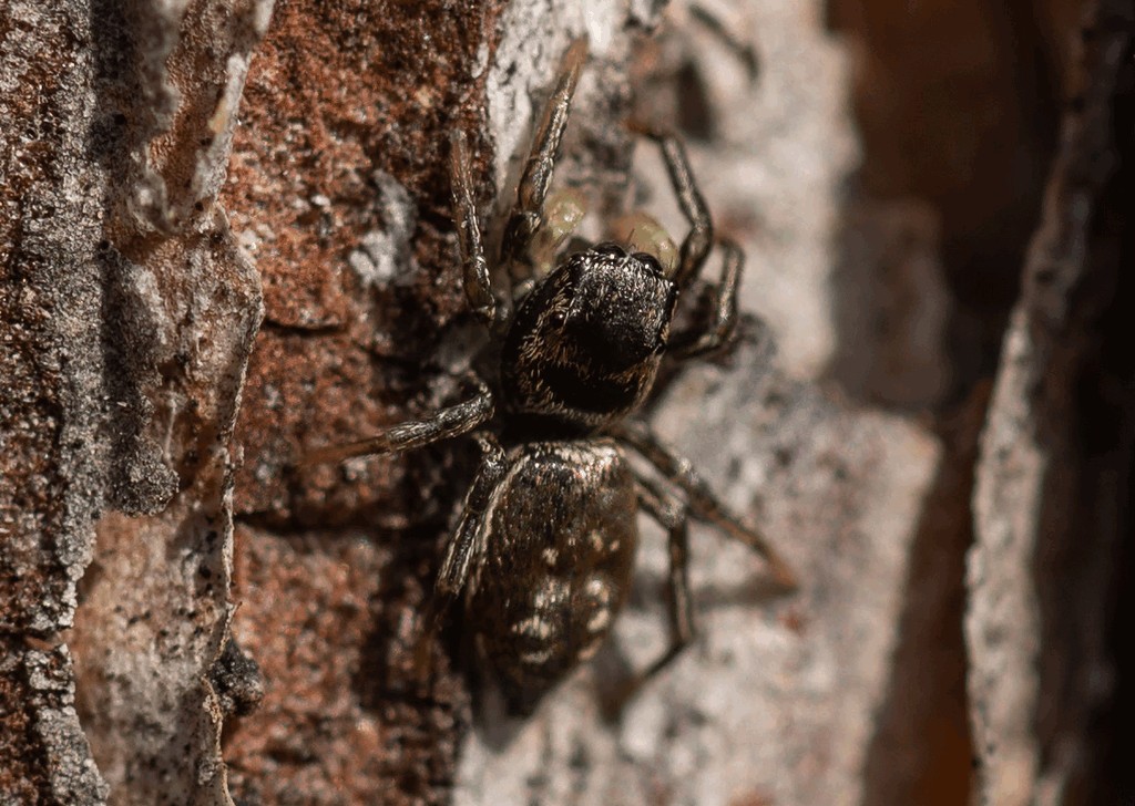Heliophanus_dubius-4.jpg