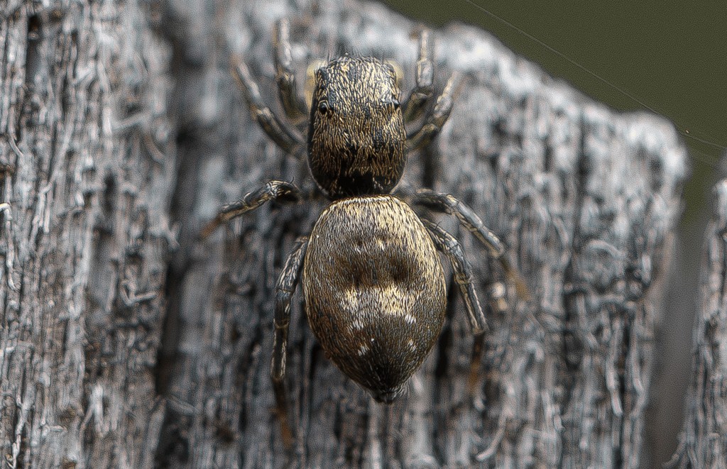 Heliophanus_dubius-5.jpg
