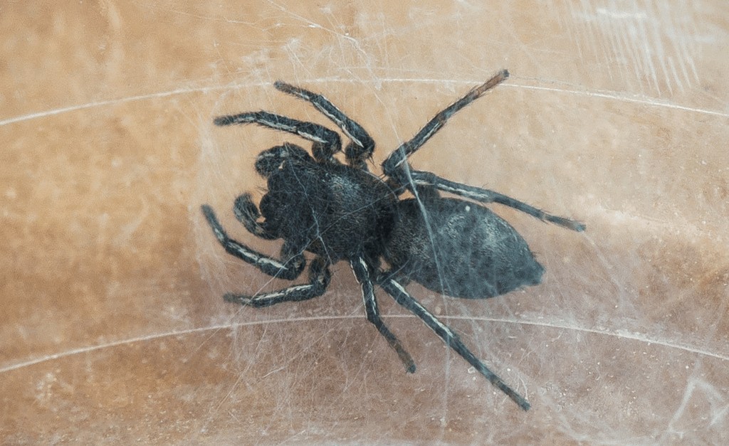 Heliophanus_dubius-6.jpg