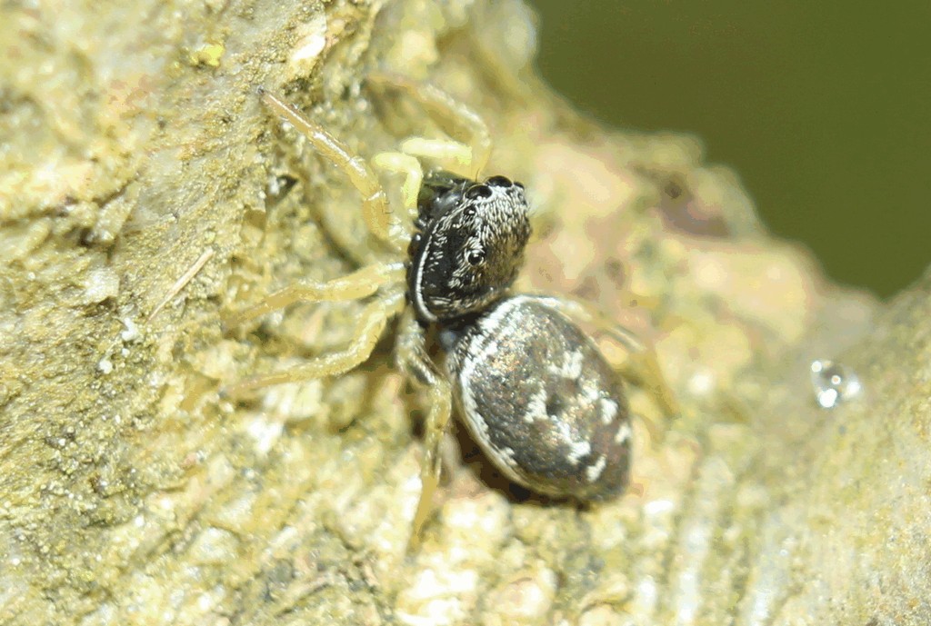 Heliophanus_flavipes-1.jpg