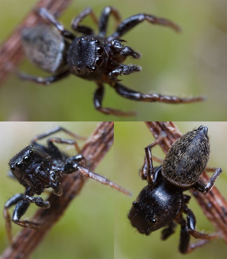 Heliophanus_flavipes-18.jpg