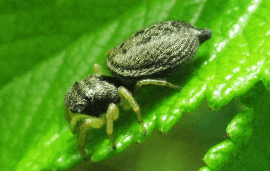 Heliophanus_flavipes-2.jpg