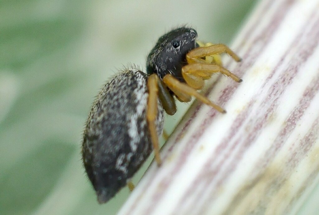 Heliophanus_flavipes-3.jpg
