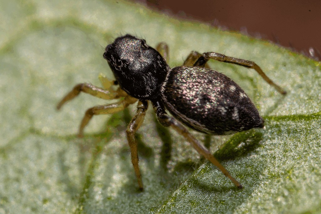 Heliophanus_flavipes-4.jpg