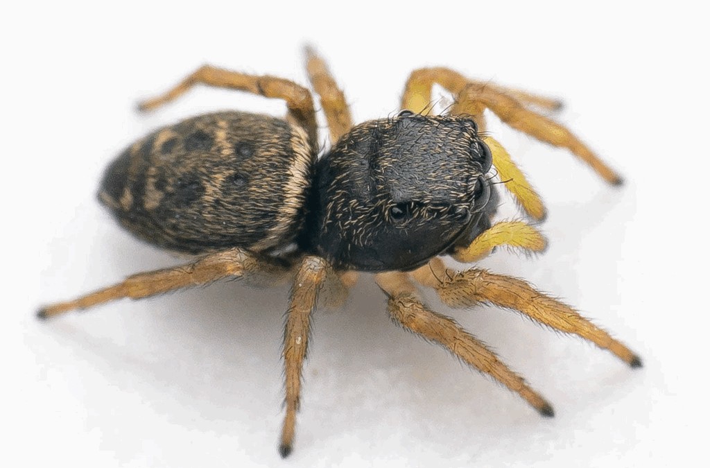 Heliophanus_flavipes-5.jpg