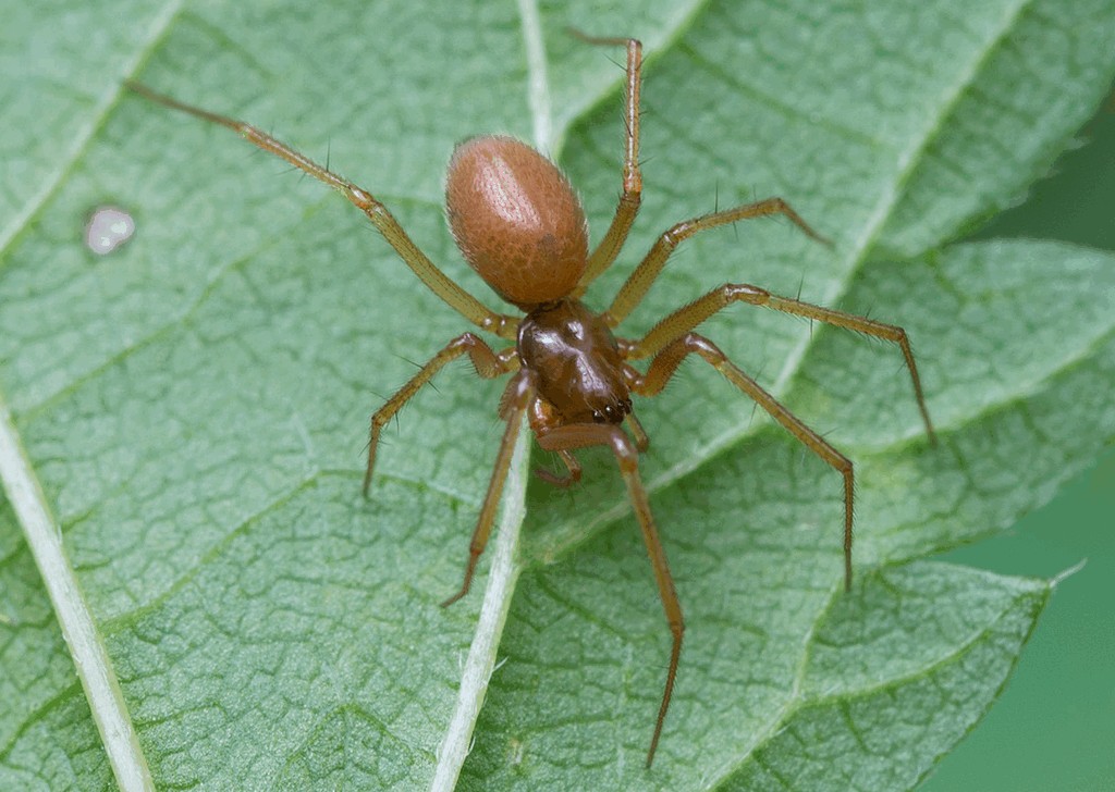 Helophora_insignis-1.jpg