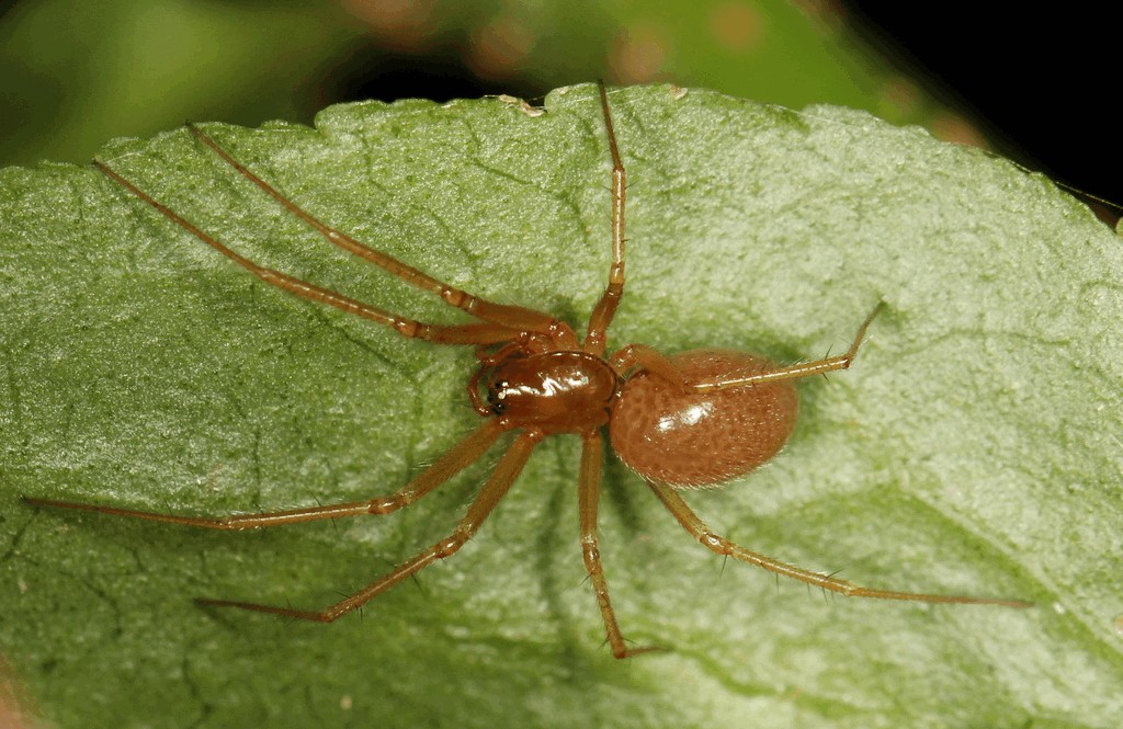 Helophora_insignis-2.jpg