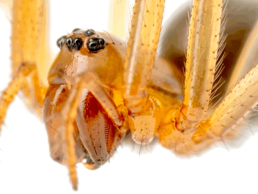 Helophora_insignis-4.jpg
