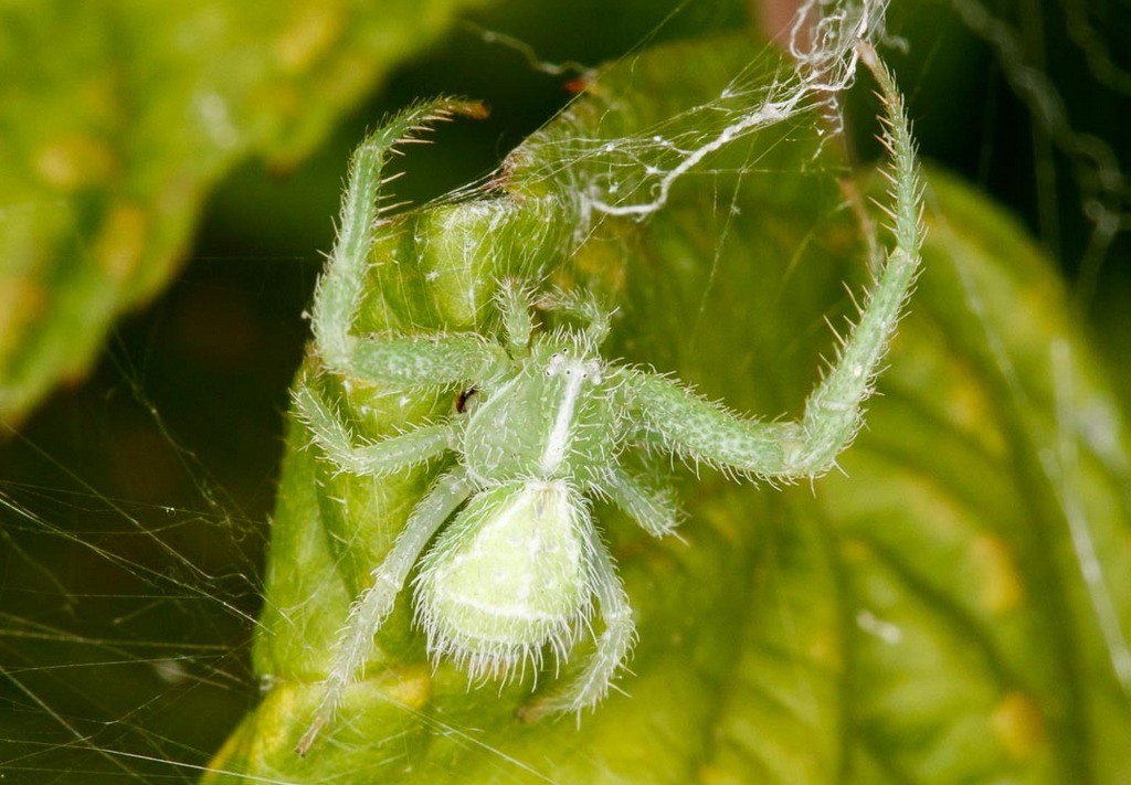 Heriaeus_graminicola-1.jpg