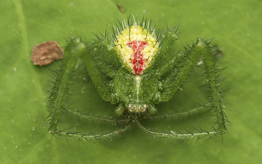 Heriaeus_graminicola-2.jpg