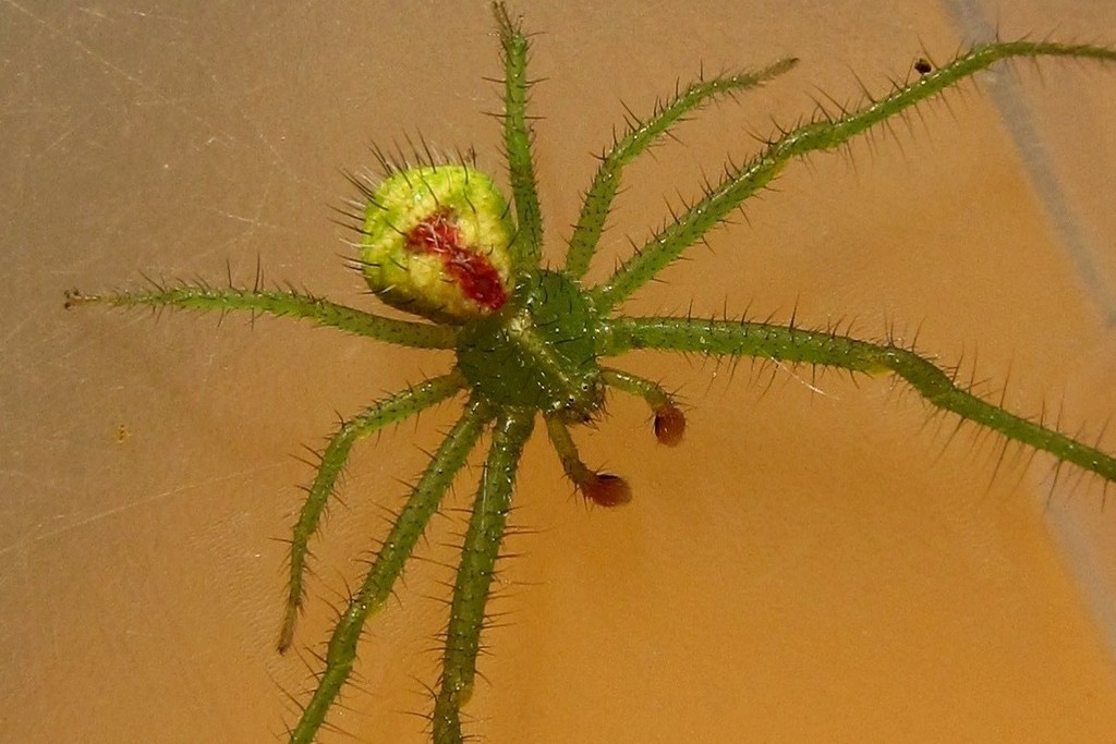 Heriaeus_graminicola-4.jpg