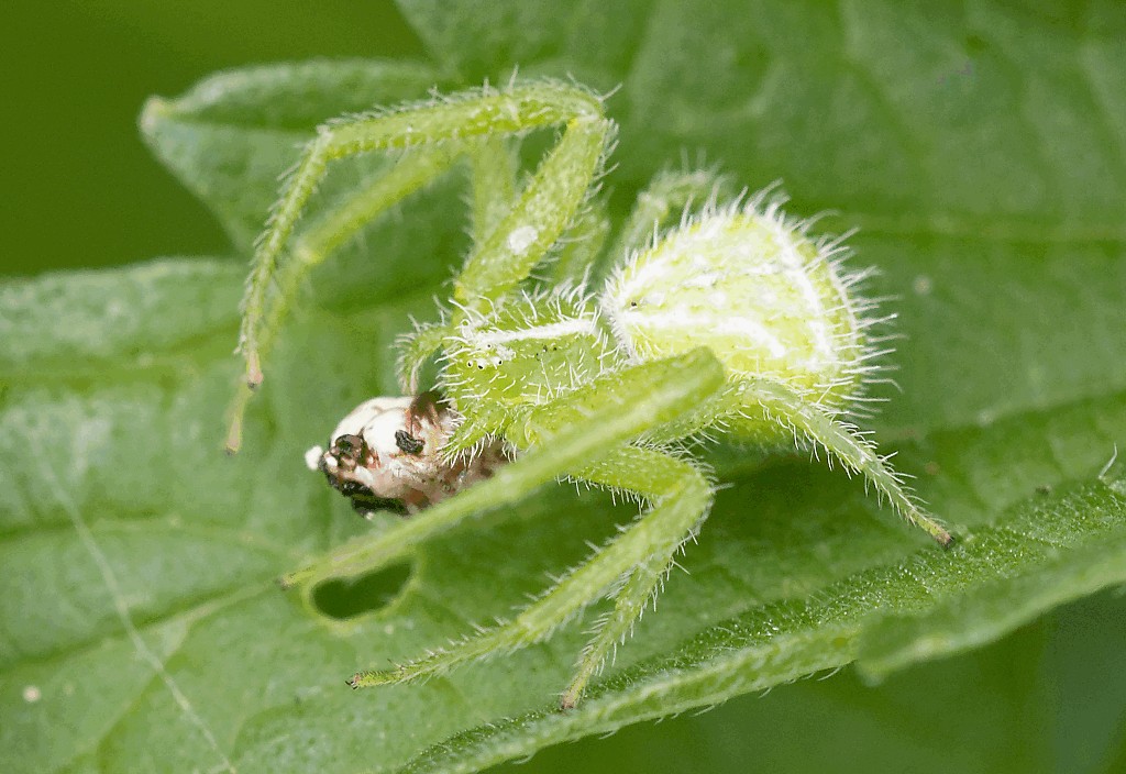 Heriaeus_graminicola-5.jpg