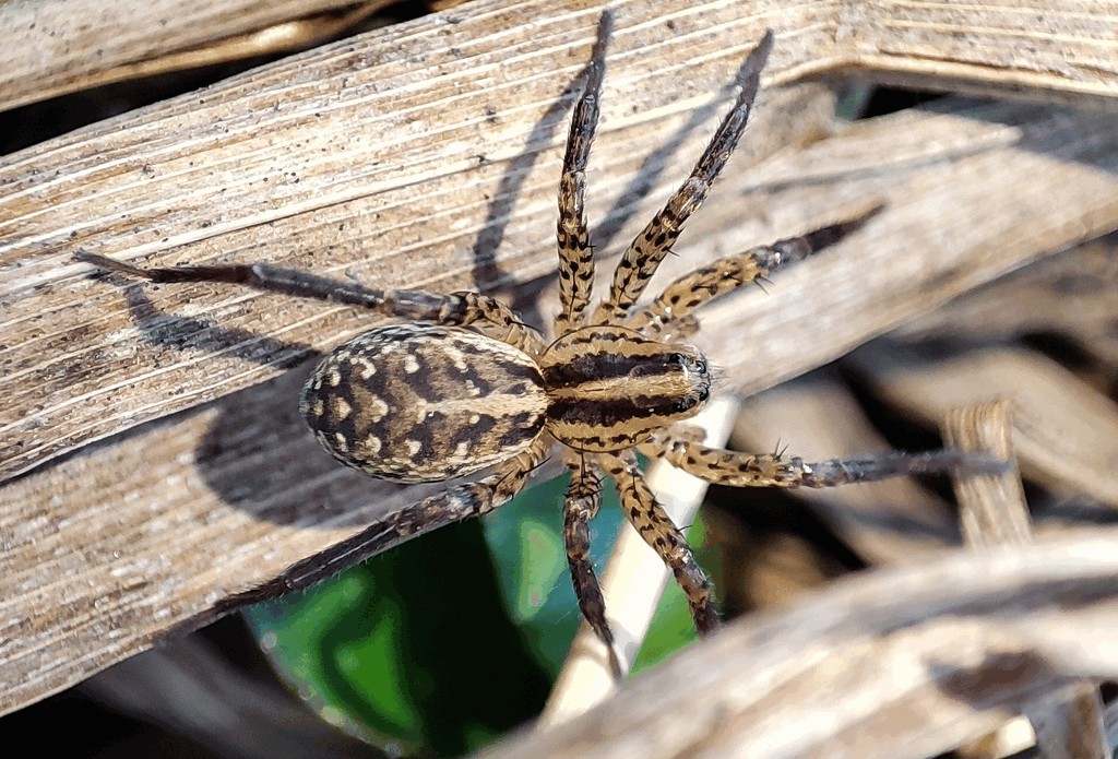 Hygrolycosa_rubrofasciata-0.jpg