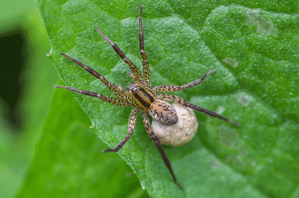 Hygrolycosa_rubrofasciata-2.jpg