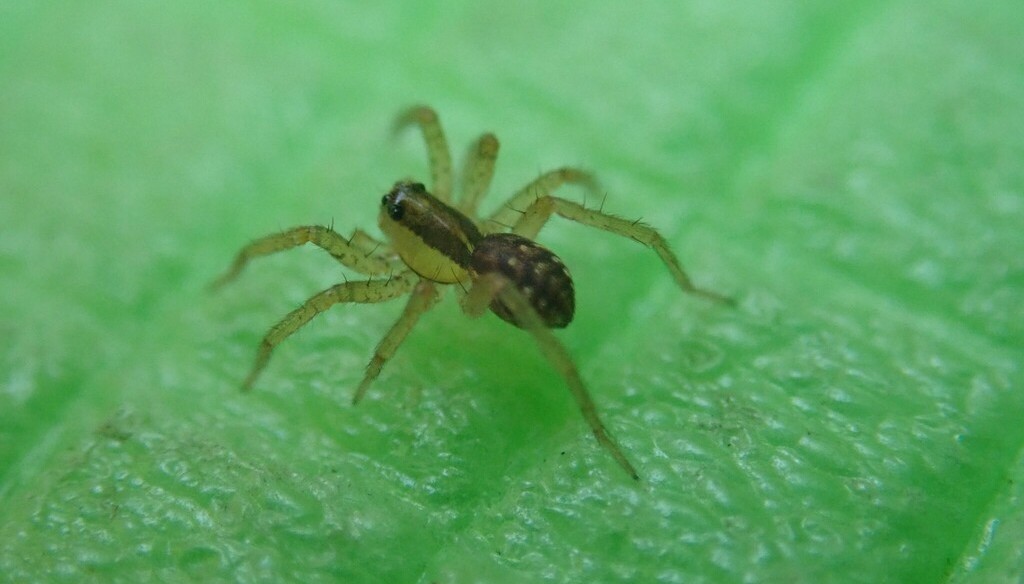 Hygrolycosa_rubrofasciata-3.jpg
