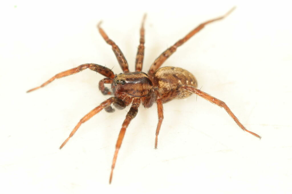 Hygrolycosa_rubrofasciata-4.jpg