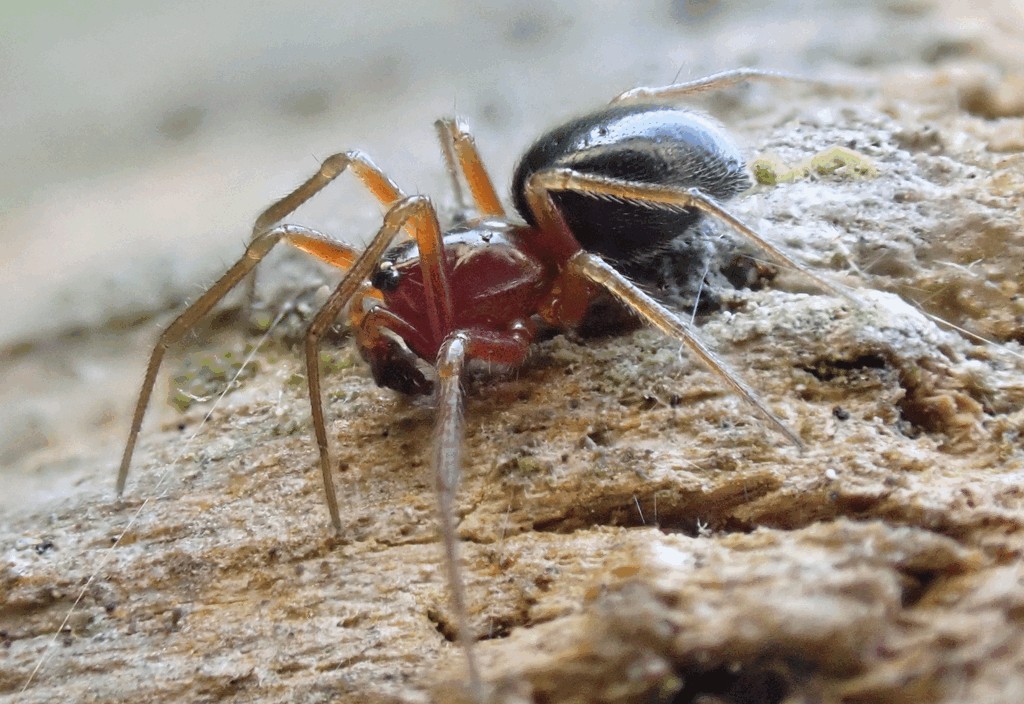 Hylyphantes_graminicola-1.jpg