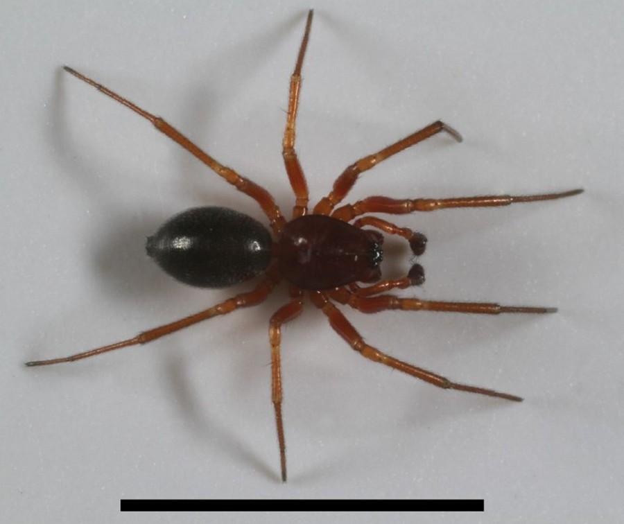 Hylyphantes_graminicola-2.jpg