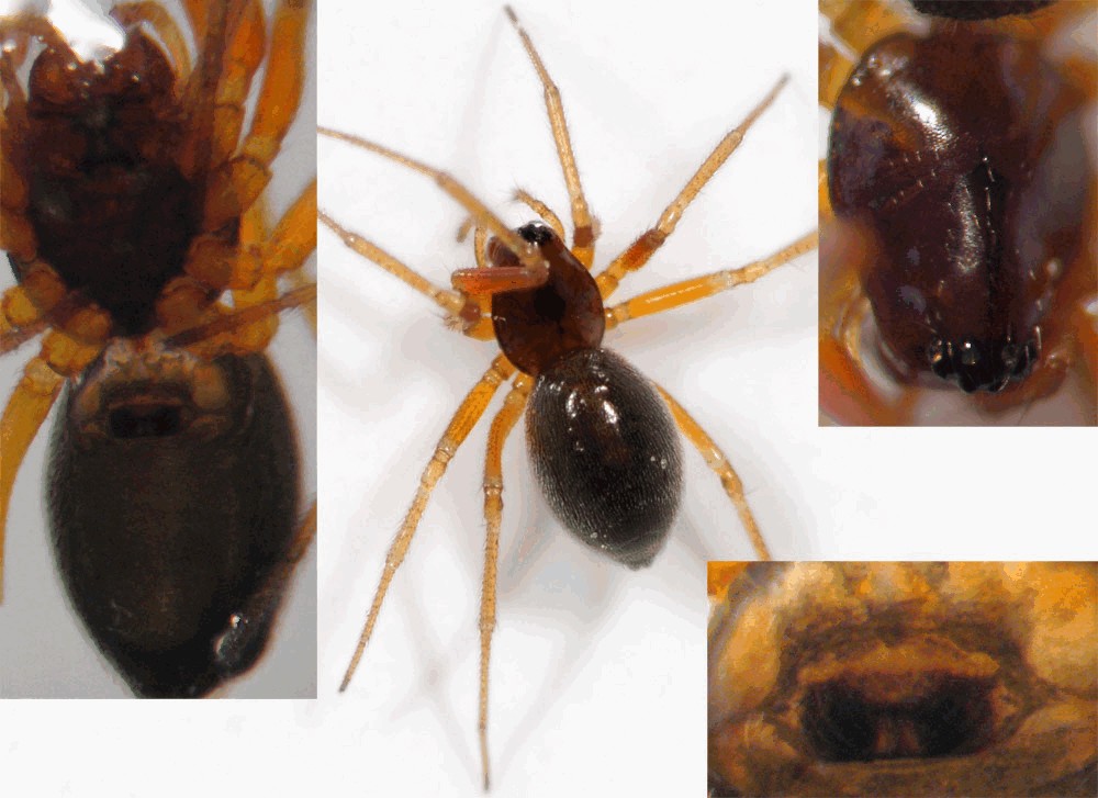 Hylyphantes_graminicola-3.jpg