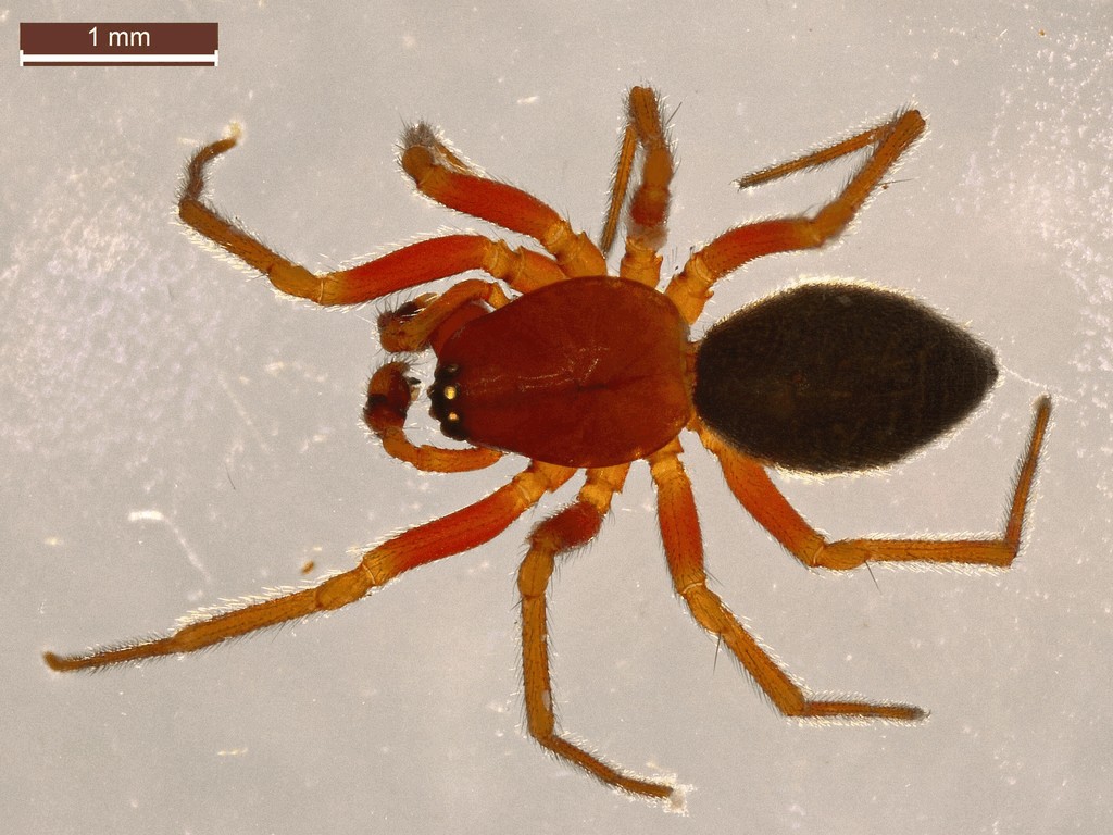 Hylyphantes_graminicola-4.jpg
