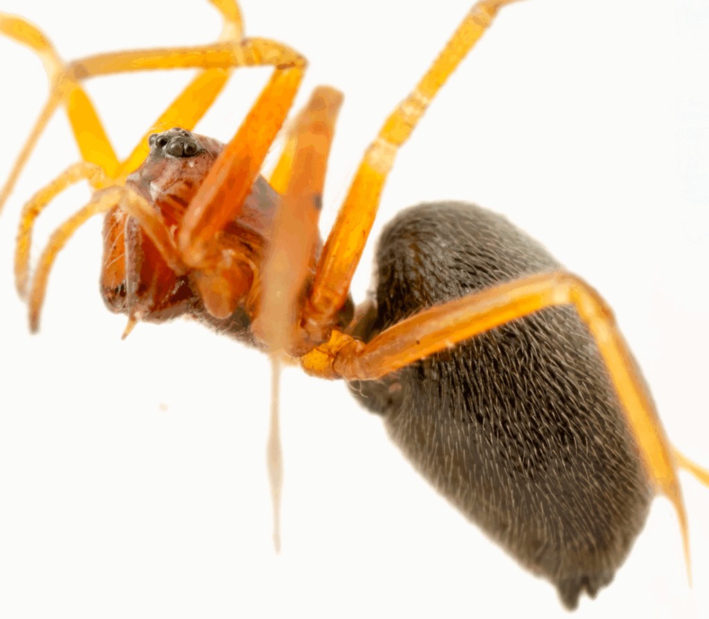 Hylyphantes_graminicola-5.jpg