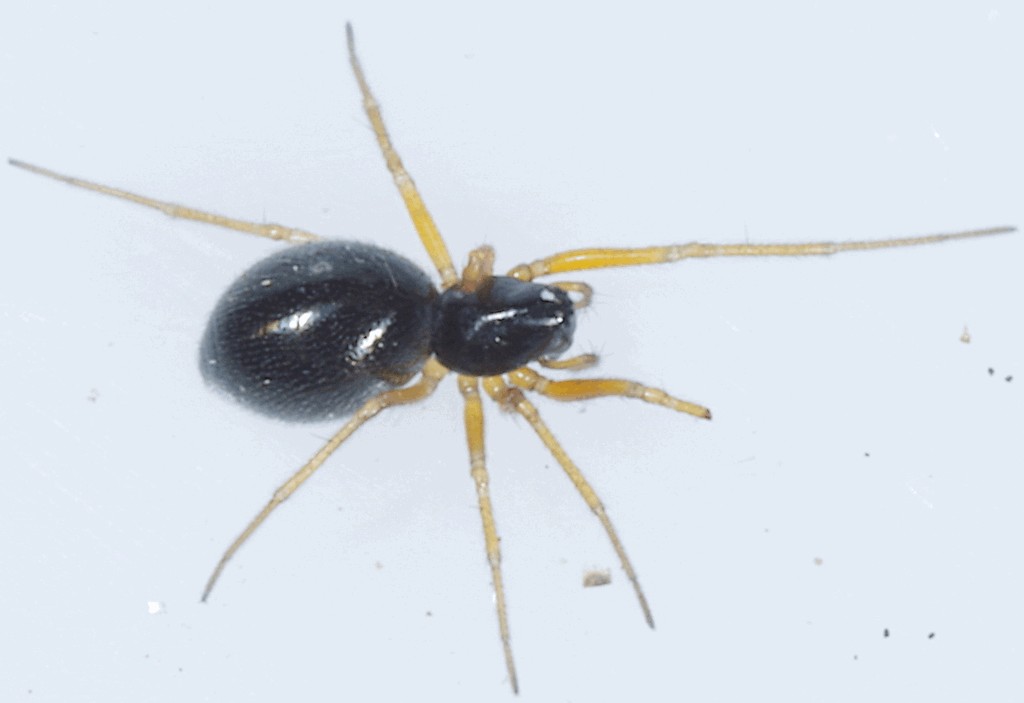 Hylyphantes_nigritus-1.jpg