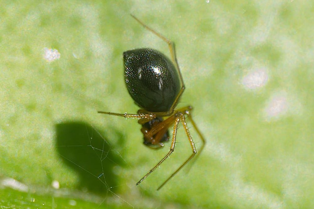 Hylyphantes_nigritus-2.jpg