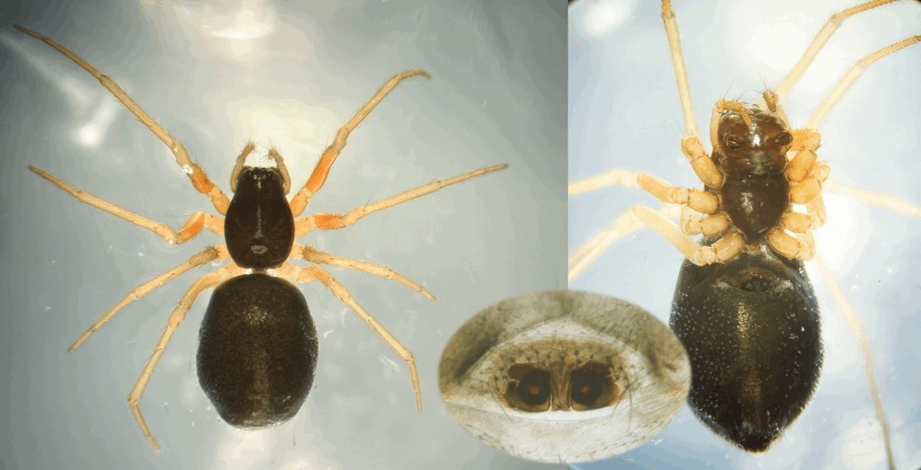 Hylyphantes_nigritus-3.jpg